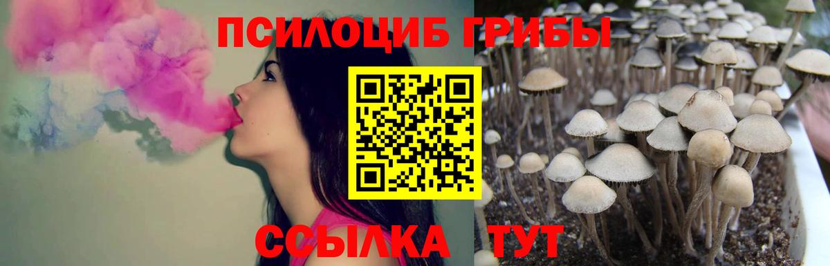 Псилоцибиновые грибы Cubensis  Галлюциногенные грибы ЛСД  Благодарный 